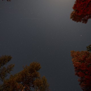 Meteor Streak Over Lassen's Autumn Forest Canopy