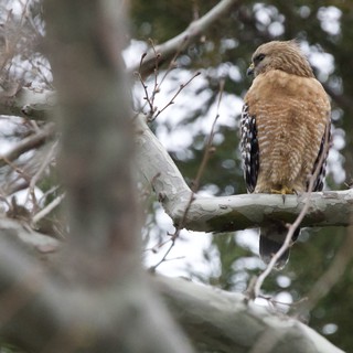 Red-Shouldered Hawk Perched on Winter Branch