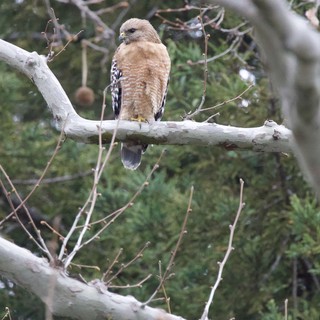 Red-shouldered Hawk Perched on Winter Branch