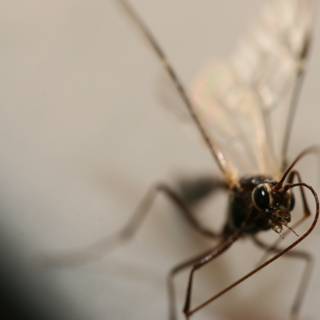 Long-legged Mosquito