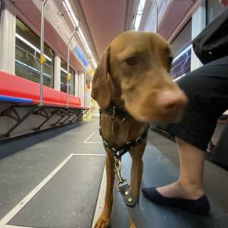 Canine Commuting