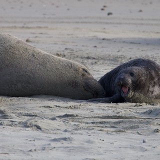Elephant Seal Pup Vocalizing Next to Adult on Beach