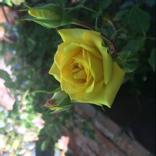 Sunny Rose