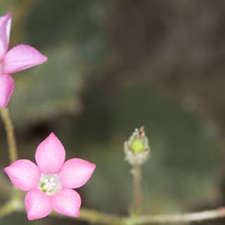 Pink Geranium Flowers in Bloom