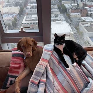 Cozy Companions