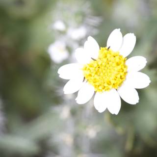 White Daisy with a Vibrant Yellow Center