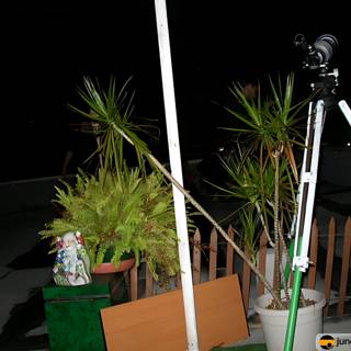 Nighttime Plant and Tripod on Porch