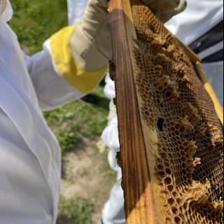 A Beekeeper and His Honeycomb Frame