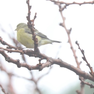 Yellow Finch Perched on Winter Branch