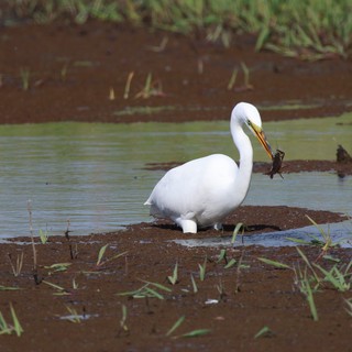 Great Egret Catching Prey in Shallow Wetland Waters