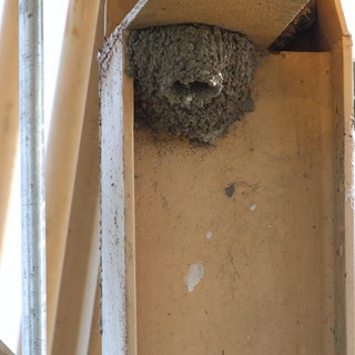 Cliff Swallow Mud Nest Under Wooden Structure