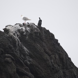 Seagull Reigns Over Rocky Coastal Outcrop