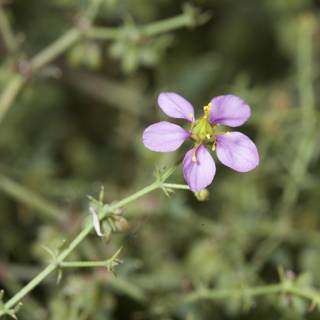 Purple Geranium Flower in Anza