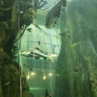A Serene Swim: Fish in the Aquarium at Golden Gate Park