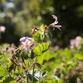 Dancing Bees and Floral Wonders at San Francisco Botanical Garden