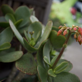 Desert Succulent with Pink Blooms in Urban Setting