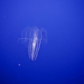 Ethereal Jellyfish in Monterey Bay Aquarium, 2023