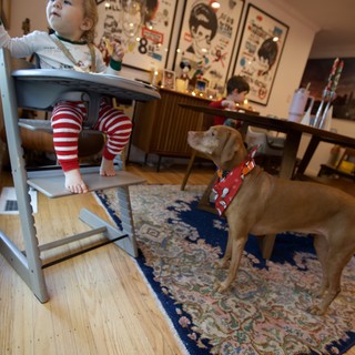 Christmas Morning Curiosity: Child and Dog in Festive Home