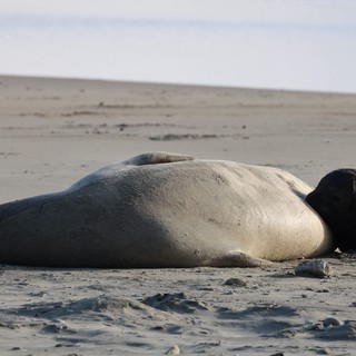 Elephant Seal Resting on Drakes Beach Shore