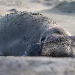 Elephant Seal Mother and Pup Resting on Beach