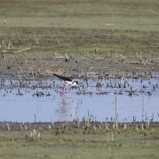 Black-necked Stilt Foraging in Flooded Agricultural Wetland
