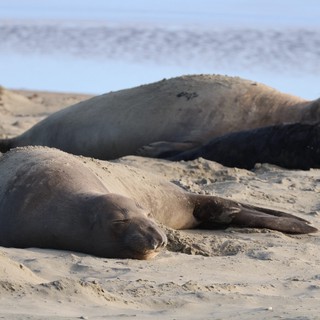 Elephant Seals Resting on Sandy Beach at Drakes Beach