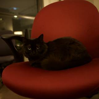 The Black Cat on the Red Armchair