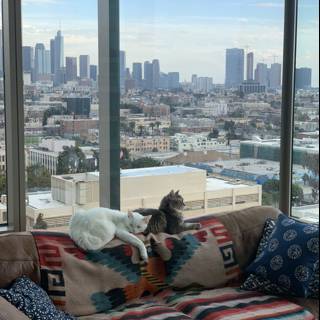 A Cat's View of the Cityscape