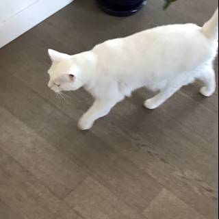 White Cat Strolls on Hardwood Flooring