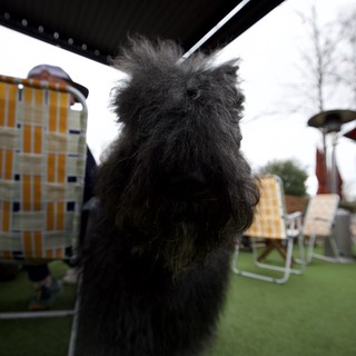 Fluffy Black Dog Under Umbrella in Garden