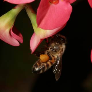 Buzzing Bee on Pink Petals