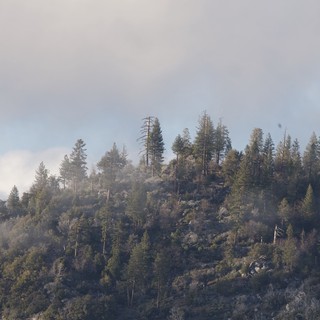 Forest Hillside Through Wildfire Smoke and Haze