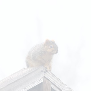 Backyard Squirrel Perched in Foggy Winter Light