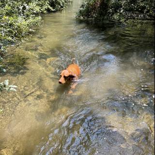 Doggy Paddle in Felton's River