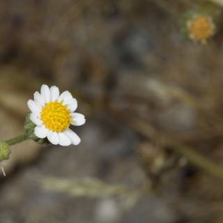 White Daisy Blooms in Anza