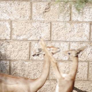 Gazelle Buddies