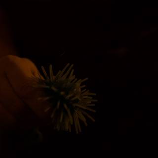 Bloom in the Night