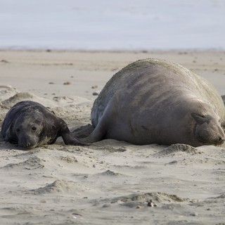 Elephant Seal Mother and Newborn Pup Resting on Beach