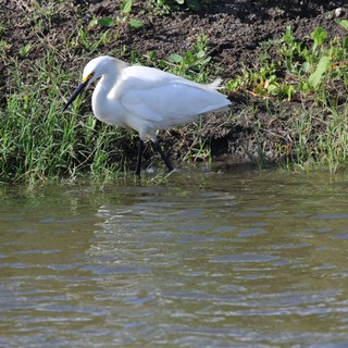 Snowy Egret Foraging Along Muddy Waterside