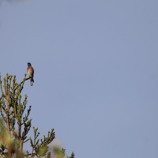 natural habitat, forest or wooded area