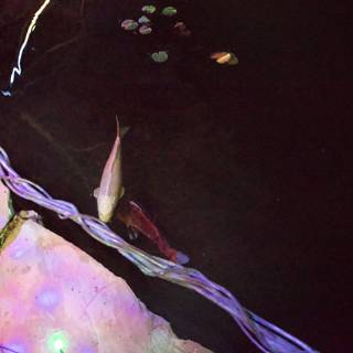 Ethereal Aquatic Dance