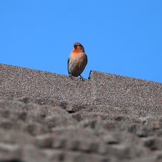 House Finch Perched on Textured Roof Ridge