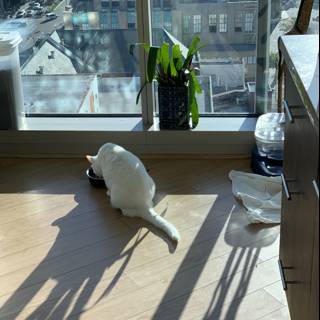 Feline and Sunlight