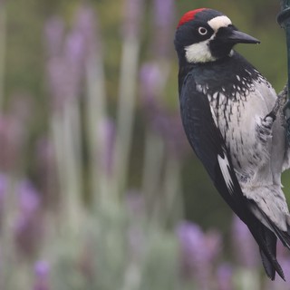 Acorn Woodpecker Portrait in Natural Desert Habitat