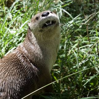 Curious Otter in the Wild