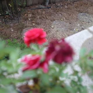 Blurry Red Roses in a Pot