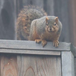 Plump Fox Squirrel Perched on Weathered Wooden Fence