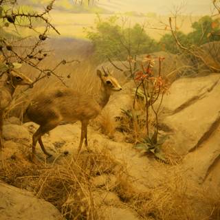 Eternal Grace: An Antelope Display at the Academy of Sciences