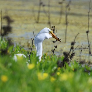 Great Egret Catches Dragonfly at Wetland Edge