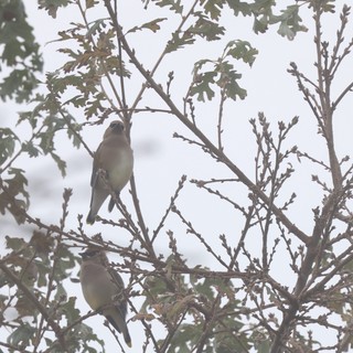 Cedar Waxwings Perched in Winter Oak Branches